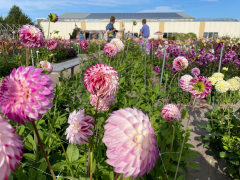 Highlighted image: Dahlia Show Garden